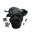 Whity dog（個別スタンプ：8）