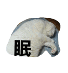 ぽっちゃんのかわいいスタンプ！（個別スタンプ：2）