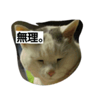 ぽっちゃんのかわいいスタンプ！（個別スタンプ：11）