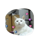 ぽっちゃんのかわいいスタンプ！（個別スタンプ：17）