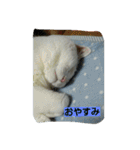 ぽっちゃんのかわいいスタンプ！（個別スタンプ：18）