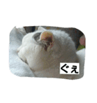 ぽっちゃんのかわいいスタンプ！（個別スタンプ：24）