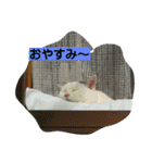 ぽっちゃんのかわいいスタンプ！（個別スタンプ：25）