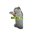 ぽっちゃんのかわいいスタンプ！（個別スタンプ：26）