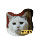 ぽっちゃんのかわいいスタンプ！（個別スタンプ：34）