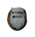 ぽっちゃんのかわいいスタンプ！（個別スタンプ：37）