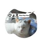 ぽっちゃんのかわいいスタンプ！（個別スタンプ：38）