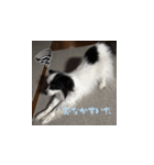 ラルくんスタンプ（個別スタンプ：5）