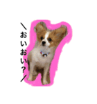 おーいと呼んでるワンちゃん(パピヨン犬編)（個別スタンプ：4）