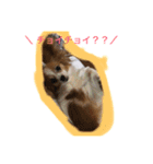 おーいと呼んでるワンちゃん(パピヨン犬編)（個別スタンプ：6）