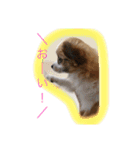 おーいと呼んでるワンちゃん(パピヨン犬編)（個別スタンプ：7）