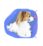 おーいと呼んでるワンちゃん(パピヨン犬編)（個別スタンプ：8）