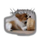 おーいと呼んでるワンちゃん(パピヨン犬編)（個別スタンプ：9）