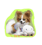 おーいと呼んでるワンちゃん(パピヨン犬編)（個別スタンプ：11）