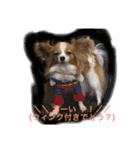 おーいと呼んでるワンちゃん(パピヨン犬編)（個別スタンプ：12）