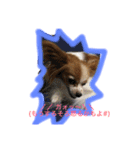 おーいと呼んでるワンちゃん(パピヨン犬編)（個別スタンプ：13）