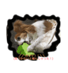 おーいと呼んでるワンちゃん(パピヨン犬編)（個別スタンプ：14）