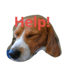 Little Beagle（個別スタンプ：1）
