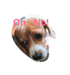 Little Beagle（個別スタンプ：2）