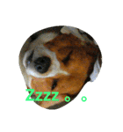 Little Beagle（個別スタンプ：3）