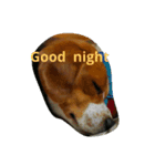 Little Beagle（個別スタンプ：4）
