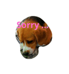 Little Beagle（個別スタンプ：5）