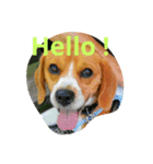 Little Beagle（個別スタンプ：6）