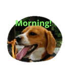 Little Beagle（個別スタンプ：8）