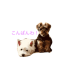 ウエスティー ＆ ヨーキー（個別スタンプ：3）