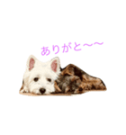 ウエスティー ＆ ヨーキー（個別スタンプ：5）