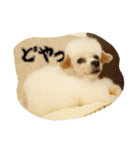 ぷるくるる（個別スタンプ：6）