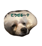 ぷるくるる（個別スタンプ：40）