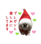 リアルDOG きゅうと君のクリスマス☆（個別スタンプ：11）