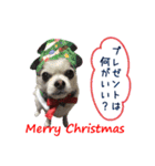 リアルDOG きゅうと君のクリスマス☆（個別スタンプ：16）