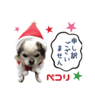 リアルDOG きゅうと君のクリスマス☆（個別スタンプ：23）