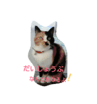 スタンプめいちゃん（個別スタンプ：7）