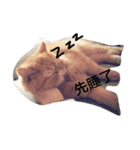 Po＆di（個別スタンプ：4）