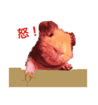 スキニーギニアピッグのぶたさん（個別スタンプ：3）