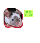 我が家のパンダマウス ⑥（個別スタンプ：6）