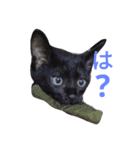 にゃんこの日常会話(関西弁)（個別スタンプ：3）
