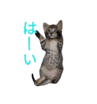 にゃんこの日常会話(関西弁)（個別スタンプ：6）