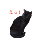 にゃんこの日常会話(関西弁)（個別スタンプ：12）