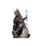 にゃんこの日常会話(関西弁)（個別スタンプ：13）