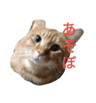 にゃんこの日常会話(関西弁)（個別スタンプ：15）