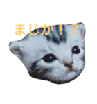 にゃんこの日常会話(関西弁)（個別スタンプ：16）