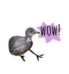 animals#（個別スタンプ：1）