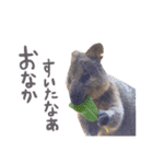 animals#（個別スタンプ：6）