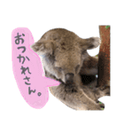 animals#（個別スタンプ：9）
