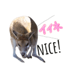 animals#（個別スタンプ：13）