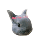 ウサギのごま（個別スタンプ：1）